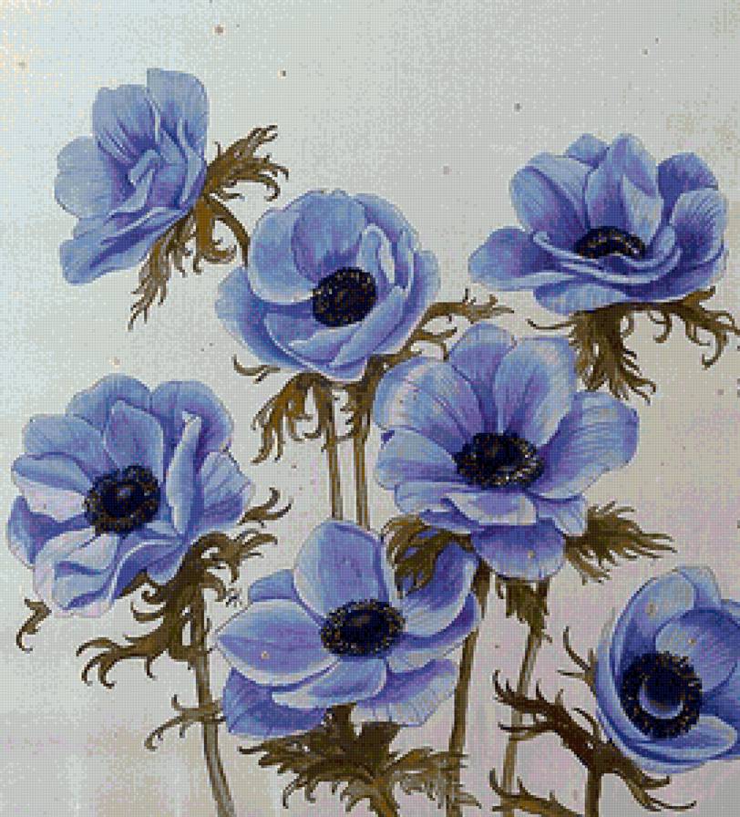 Анемоны - цветы - предпросмотр