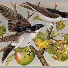 Схема вышивки «Серия птицы»