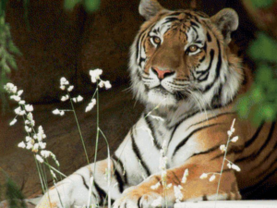 Тигр - тигр, дикие кошки - предпросмотр