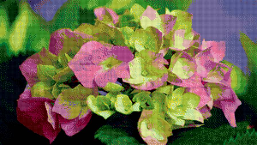 Гортензия - цветы - предпросмотр