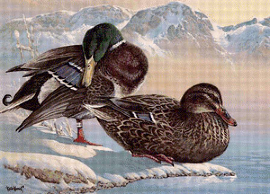 утки - предпросмотр