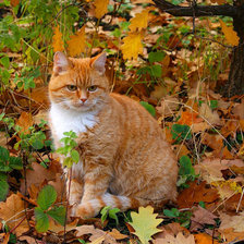 Схема вышивки «РЫЖИЙ»