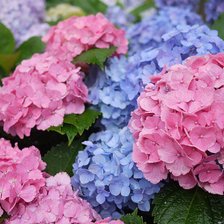 Схема вышивки «гортензии»