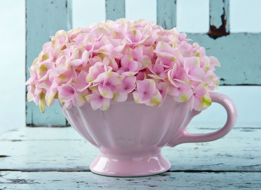 гошочек гортензии - оригинал