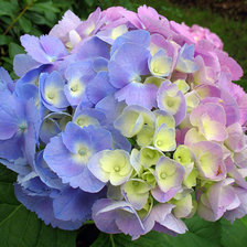 Схема вышивки «нежная гортензия»