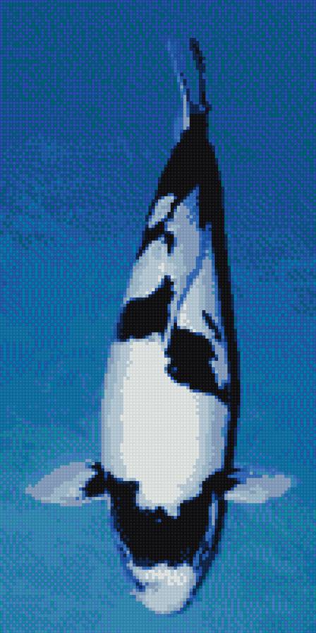 рыба карп кои - карп, кои, рыбка, рыба - предпросмотр