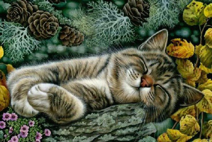 спящее чудо - оригинал