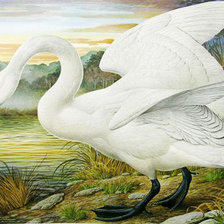 Схема вышивки «Лебедь на берегу»
