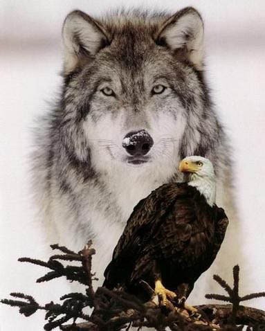 волк - орел, волк. природа - оригинал