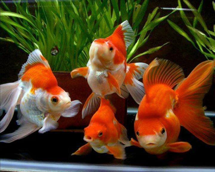 Рыбки - оригинал