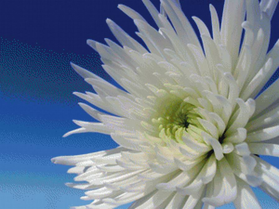 Астра - предпросмотр