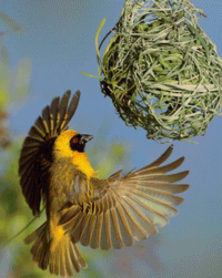 Ткачик за работой - ткачик, гнездо, птица - предпросмотр