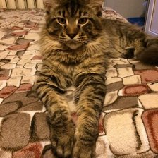 Схема вышивки «кися»