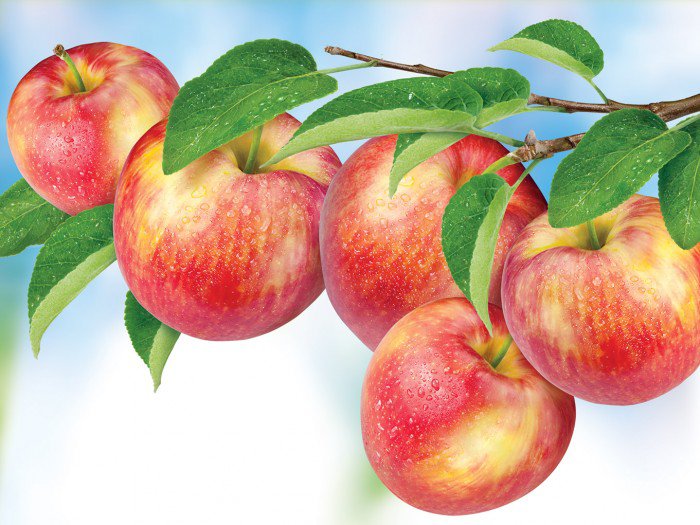 Богатый урожай - фрукты, панно, яблоки, небо, богатый урожай, ветка, урожай, для кухни - оригинал