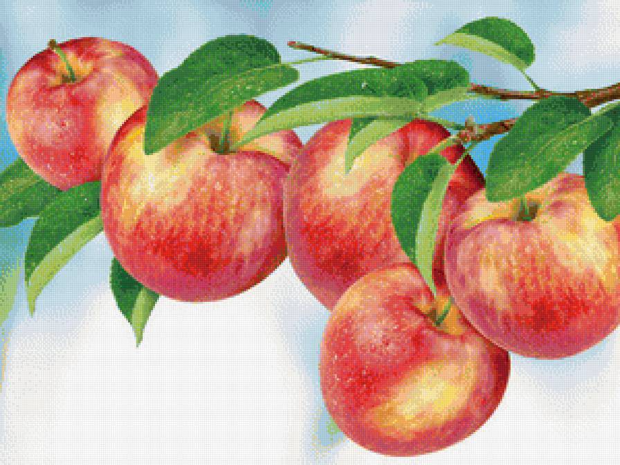 Богатый урожай - урожай, богатый урожай, фрукты, яблоки, небо, ветка, панно, для кухни - предпросмотр