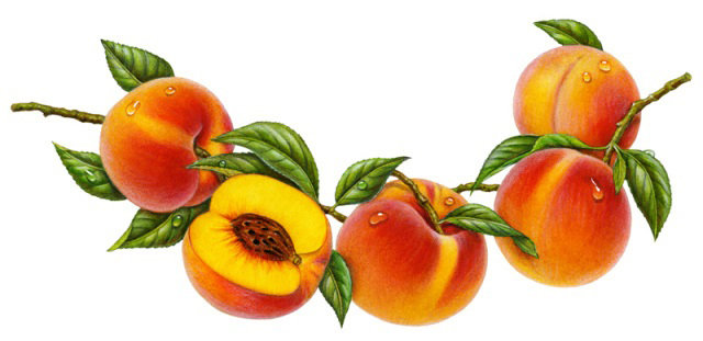 Персики - персики, натюрморт, богатый урожай, панно, панель, для кухни, фрукты - оригинал