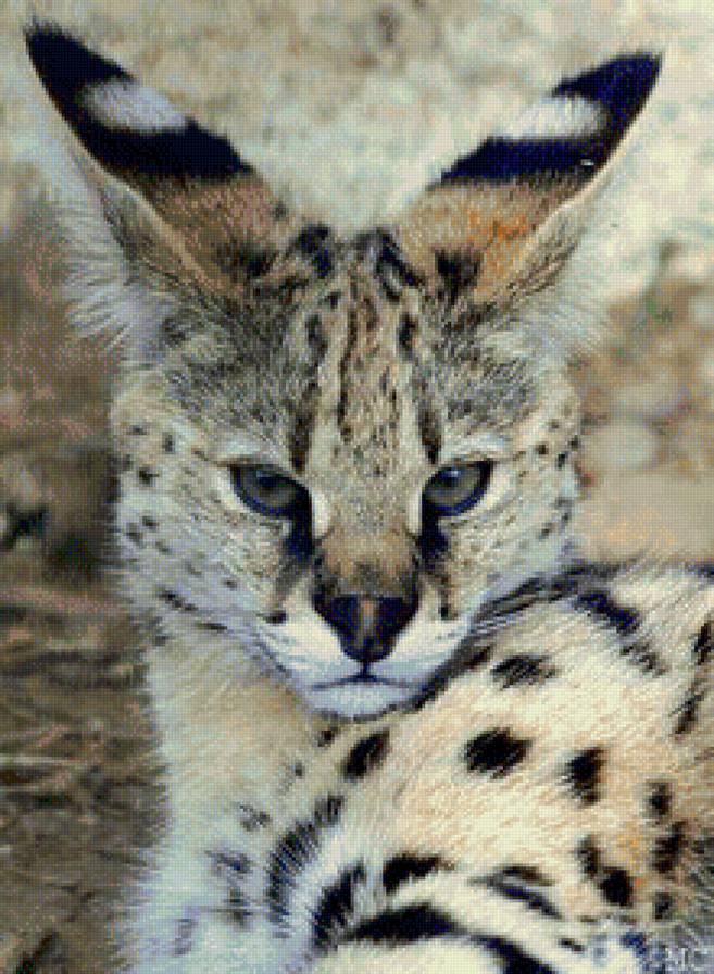 рысь - кошки, картина, живопись, дикие животные - предпросмотр