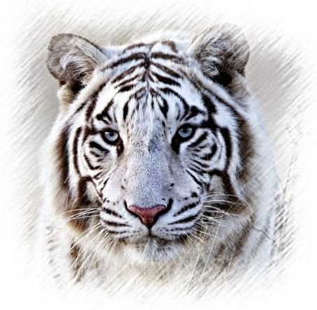 Белый тигр - зверь, животные - оригинал
