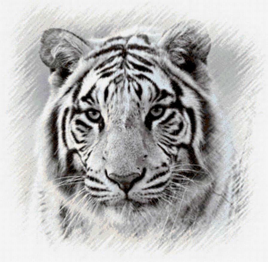 Белый тигр - зверь, животные - предпросмотр
