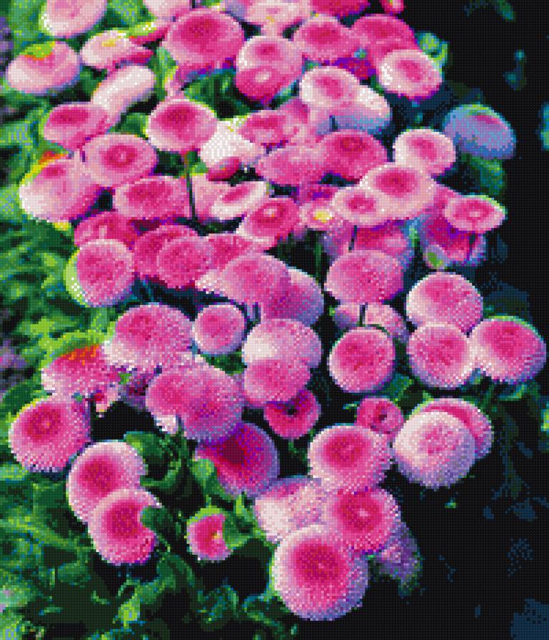 Маргаритки - цветы, растения, пнк, цветок, маргаритки, кирова - предпросмотр