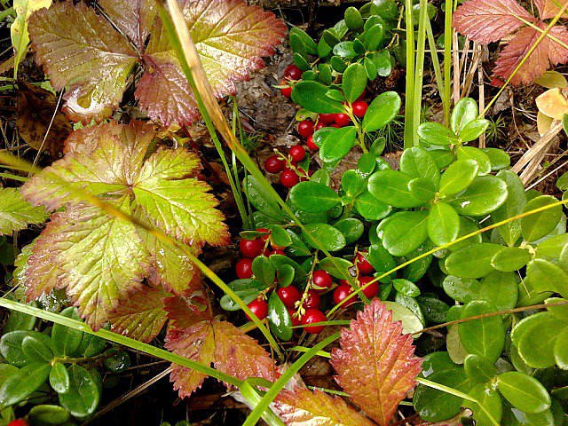 Брусника - ягоды, осень, брусника - оригинал