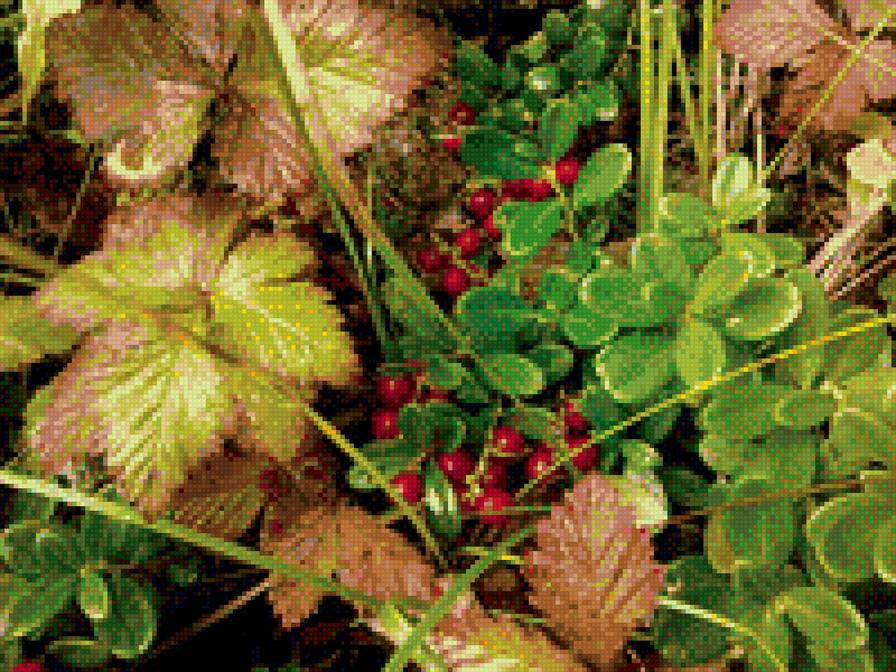 Брусника - ягоды, осень, брусника - предпросмотр