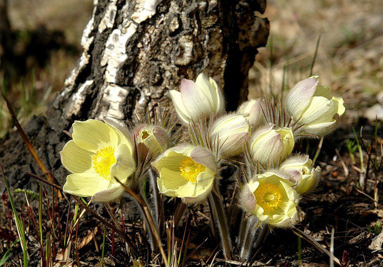 Подснежник - солнечный день, весна, сон-трава, подснежник - оригинал