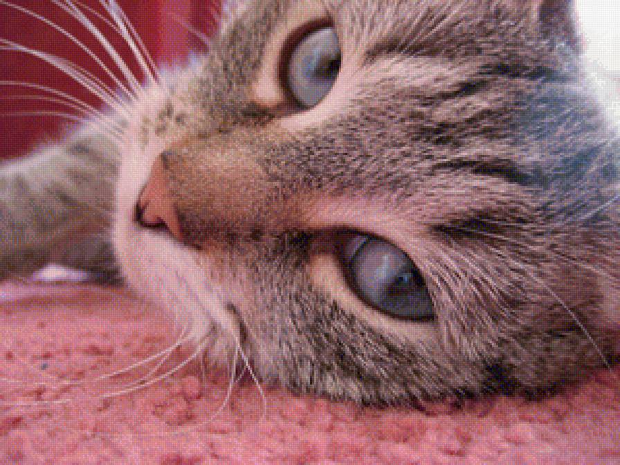 Кошка Умка - кошка - предпросмотр