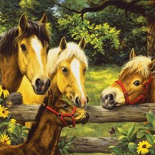 молодые лошадки