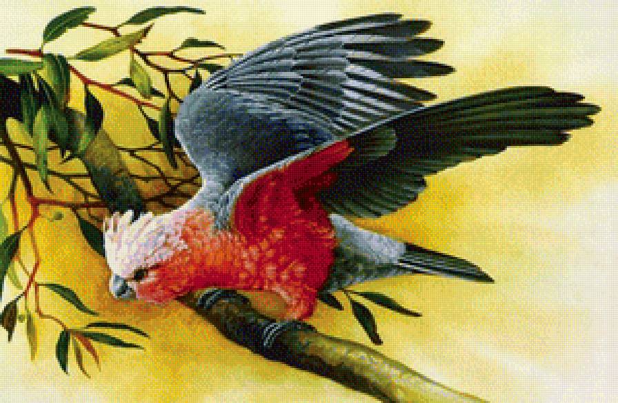 птица - природа, птицы - предпросмотр