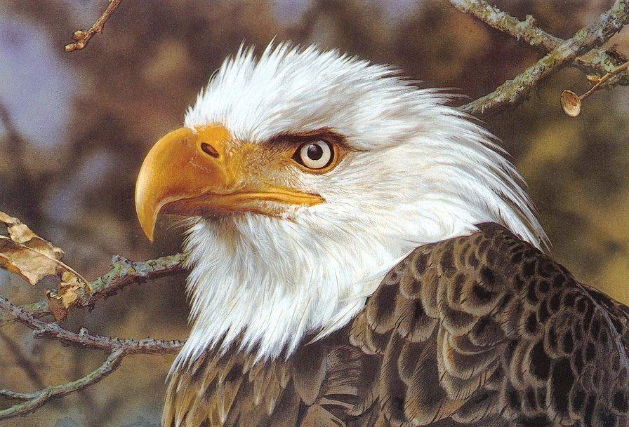 зоркий глаз - природа, птицы - оригинал