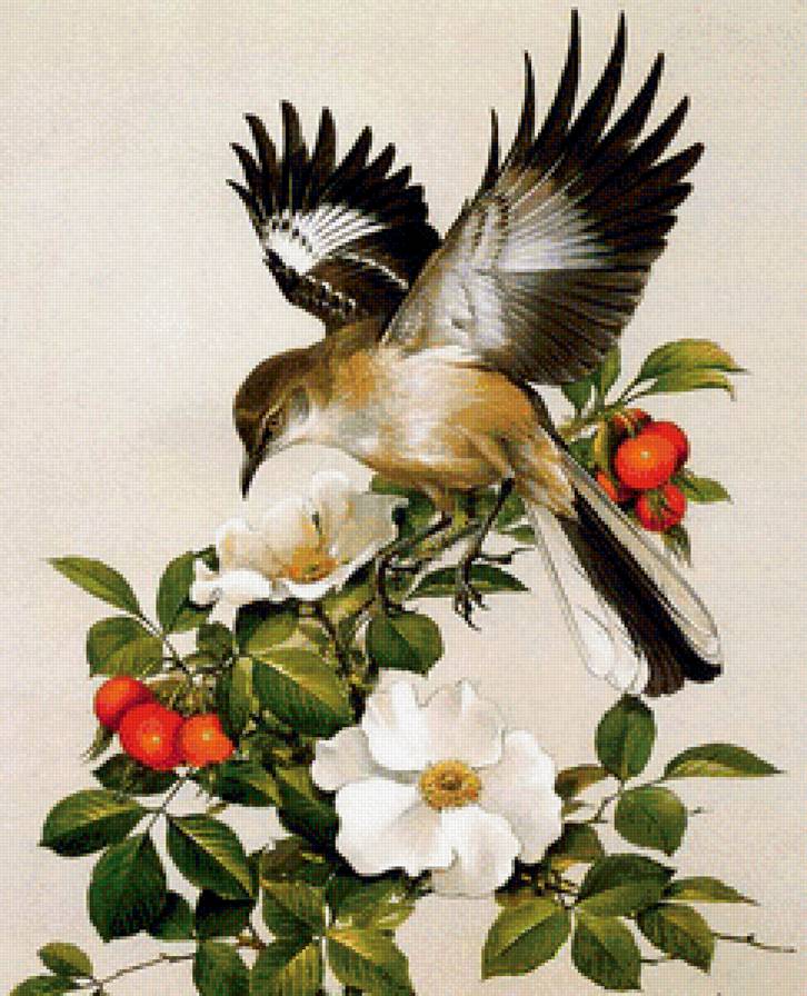 птичка - природа, птицы - предпросмотр