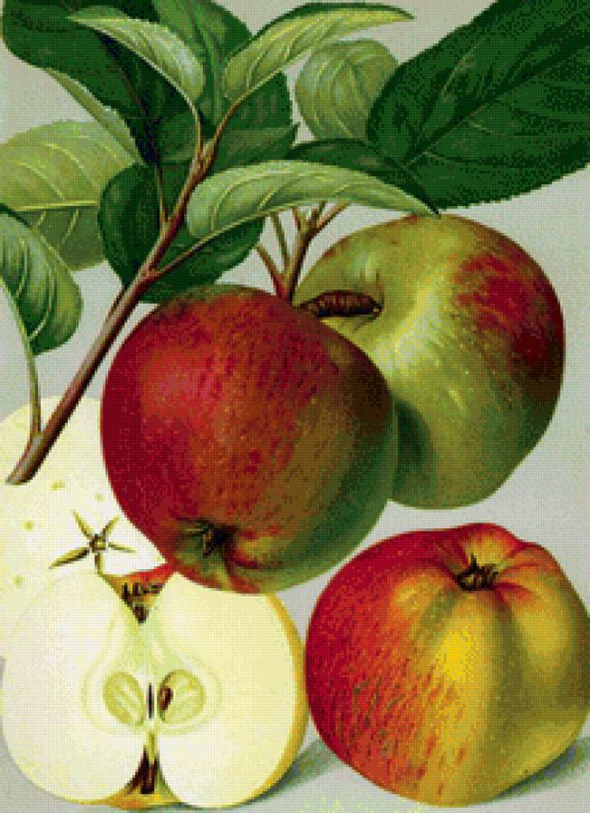 Спелые яблочки - яблоки, фрукты - предпросмотр