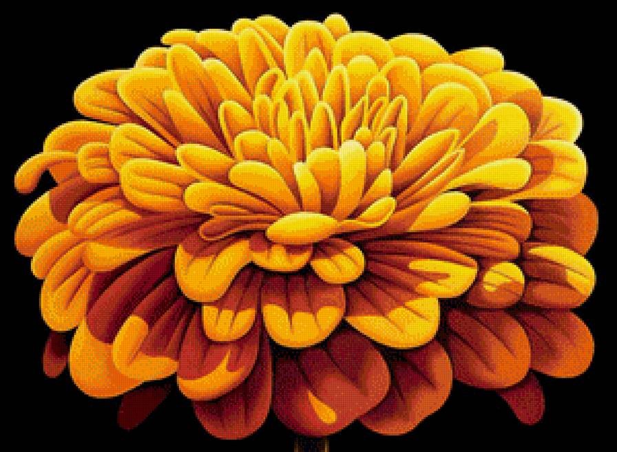 Цветок - цветы, бархатцы - предпросмотр