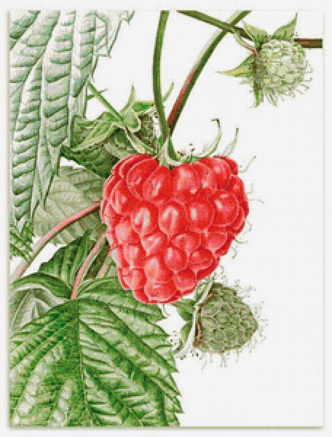 вкус лета - предпросмотр