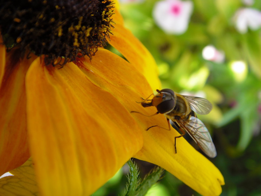 пчела - пчела подсолнух лето - оригинал