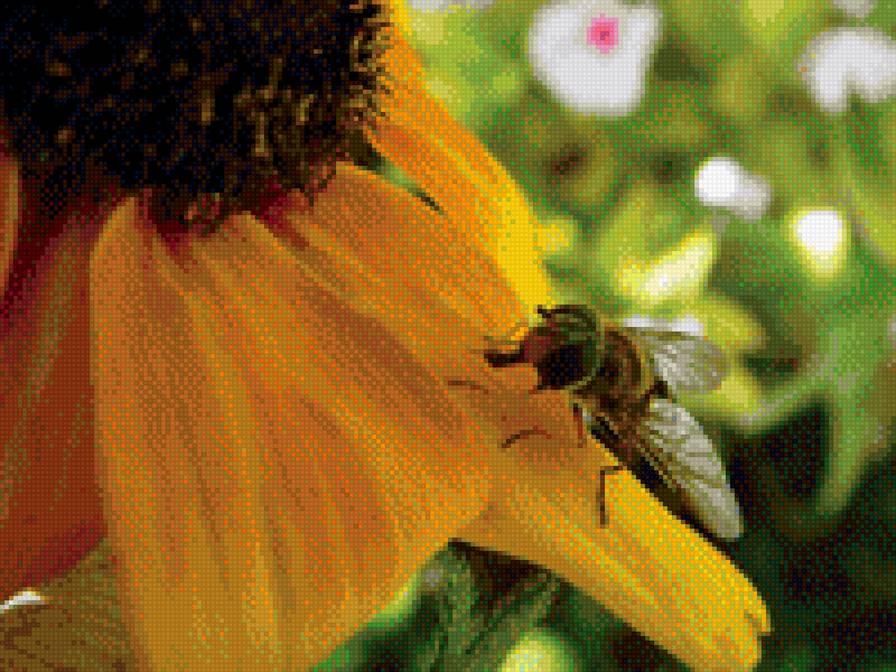 пчела - пчела подсолнух лето - предпросмотр