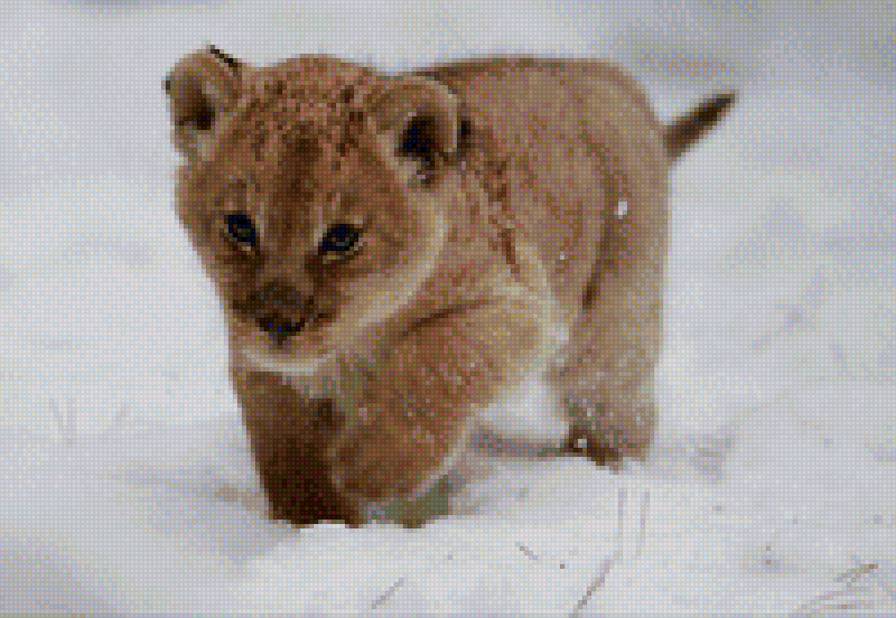 львенок малыш - малыш, львенок, дикая природа - предпросмотр