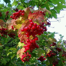 Схема вышивки «Калина. Сибирь 2010.»