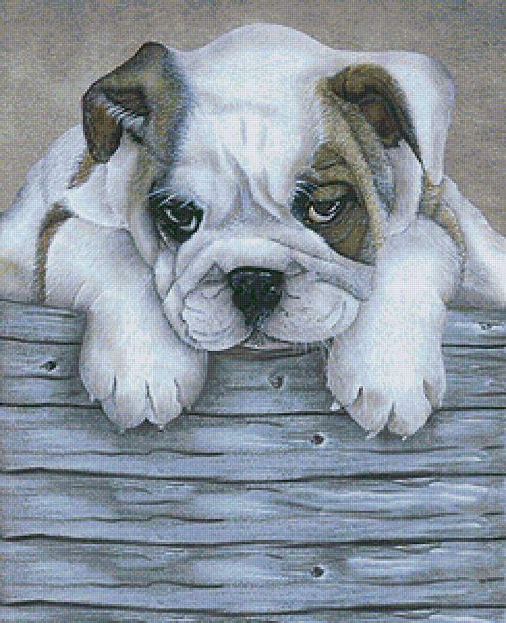 милые малыши - домашние животные, щенок, собака - предпросмотр