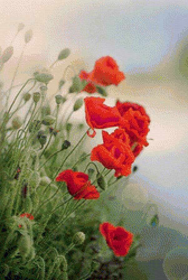 маки - цветы. туман - предпросмотр