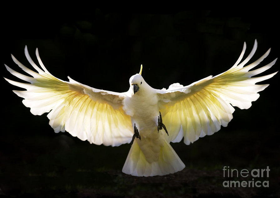 Какаду - попугай, птица, какаду - оригинал