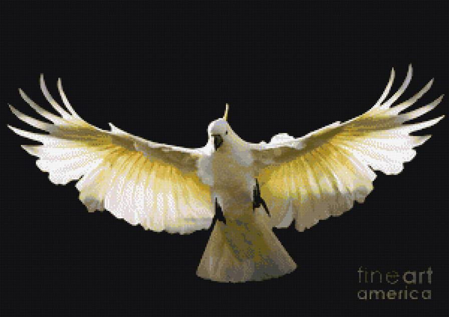 Какаду - попугай, птица, какаду - предпросмотр