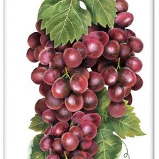 Оригинал схемы вышивки «гроздь винограда» (№1200718)