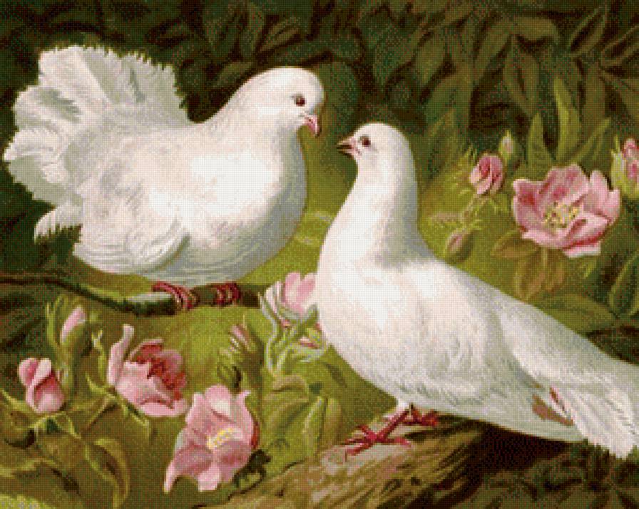 Пара голубей - пара, голуби - предпросмотр