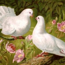 Оригинал схемы вышивки «Пара голубей» (№1200739)