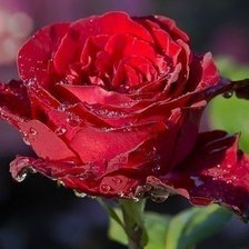 Схема вышивки «№1201180»