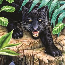 Черный леопард