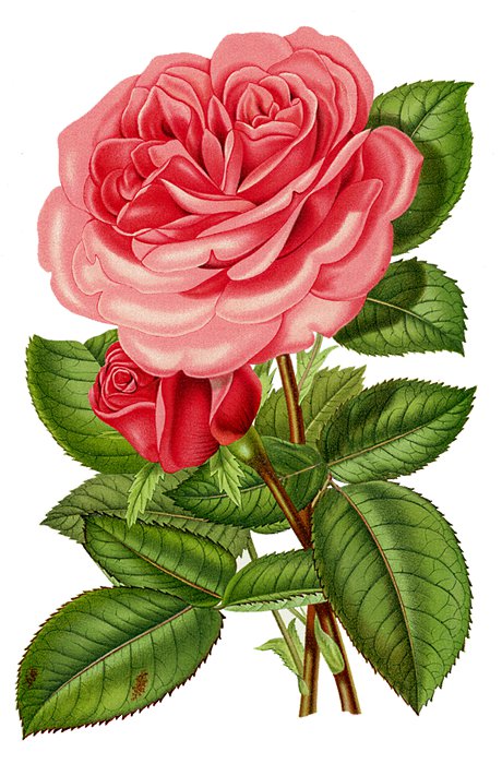 роза нежная - розы, роза, красные цветы, винтаж, розовые цветы, ретро - оригинал