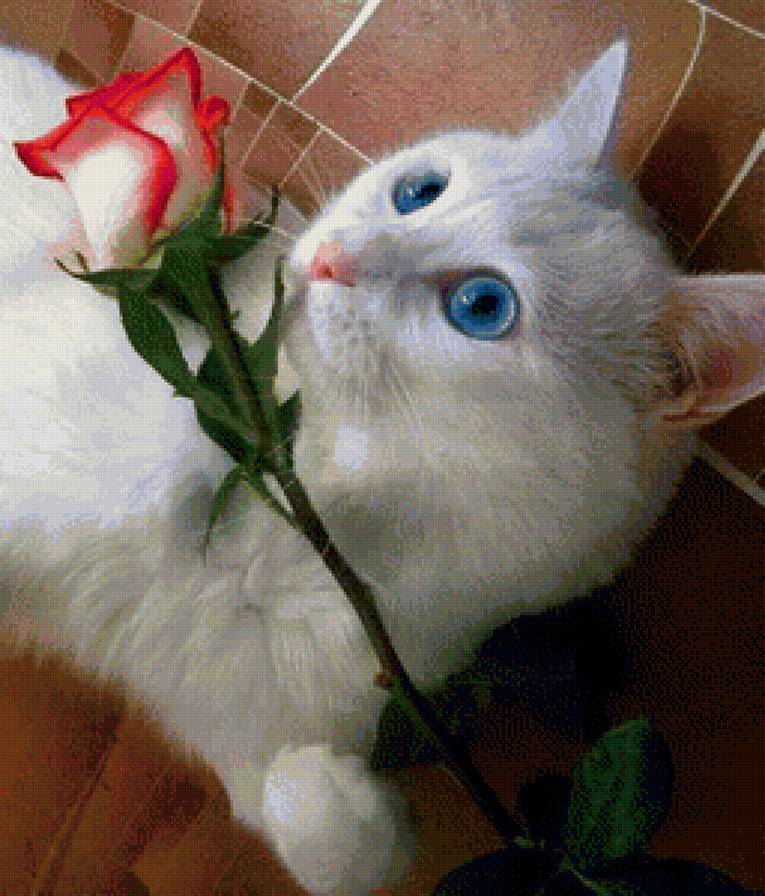 Кошка с розой. - предпросмотр